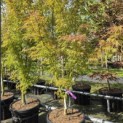 Acer palmatum 'Seiryu' - Foto 4
