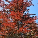 Fagus sylvatica 'Atropunicea' - 1