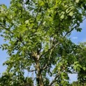 Maackia amurensis - 4