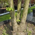 Corylus colurna - Foto 8