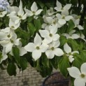 Cornus kousa - 6