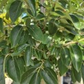 Diospyros virginiana - Foto 2