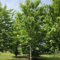 Prunus avium 'Regina' - mei 2026
