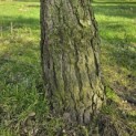 Pinus sylvestris - Foto 4