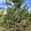 Pinus nigra subsp. Nigra - 5