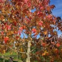 Liquidambar styraciflua - 2