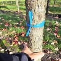 Liquidambar styraciflua - 3