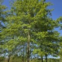 Quercus Palustris - 6