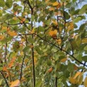 Amelanchier lamarckii - Foto 2