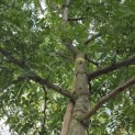 Gleditsia triacanthos ‘Sunburst' - Foto 4