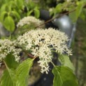 Cornus controversa - 5