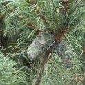 Pinus parviflora 'Schoon's Bonsai' - 5