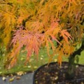 Acer palmatum 'Dissectum' - 3