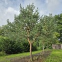 Pinus sylvestris - 8