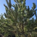 Pinus nigra 'Nigra' - 6