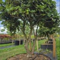 Rhododendron 'Progres' - 1