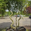 Acer palmatum 'Emerald Lace' - 1
