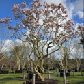 Magnolia 'Soulangeana' - Foto 10