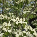 Cornus kousa 'Milky Way' - 3