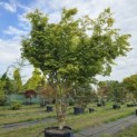 Acer palmatum - 1