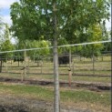 Liquidambar styraciflua 'Worplesdon' - 3