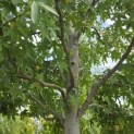 Liquidambar styraciflua 'Worplesdon' - 4