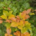 Fagus sylvatica - impressie herfstverkleuring groene beuk