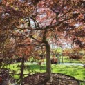 Acer palmatum 'Garnet' - Foto 3