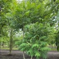 Rhus typhina - Foto 2