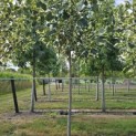 Liriodendron tulipifera 'Snowbird' - 6