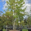 Liquidambar styraciflua 'Worplesdon' - Foto 3