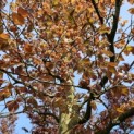 Fagus sylvatica 'Atropunicea' - 1