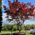 acer palmatum 'Atropurpureum' - Foto 1