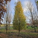 Carpinus betulus 'Frans Fontaine' - 1