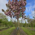 Prunus serrulata 'Kanzan' - 8