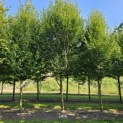 Carpinus betulus 'Frans Fontaine'   (Fastigiata) - 1