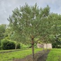 Pinus sylvestris - 2