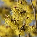 Hamamelis mollis 'Arnold Promise' - Foto 1