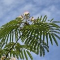 Albizia julibrissin 'Ombrella' - 3