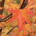 Liquidambar styraciflua 'Worplesdon' - 2