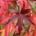 Liquidambar styraciflua 'Worplesdon' - 3