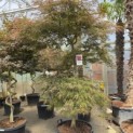 Acer palmatum 'Garnet' - Foto 1