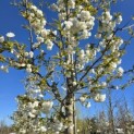 Prunus serrulata 'Shirotae' - Foto 1