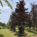 Fagus sylvatica 'Atropunicea' - 3