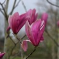 Magnolia 'Spectrum' - 2 april 2026
