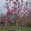 Magnolia 'Spectrum' - 2