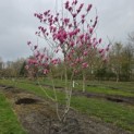Magnolia 'Spectrum' - 1