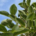 Diospyros virginiana - 1