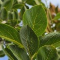 Diospyros virginiana - 2