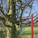 Carpinus betulus 'Frans Fontaine'   (Fastigiata) - Foto 1